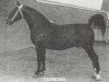 stallion Tamboer (Gelderland, 1954, from Oregon)