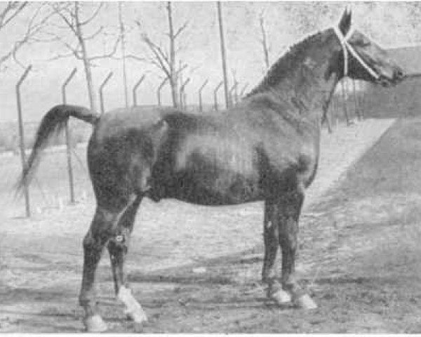 stallion Vondel Sgrt 813 (Groningen, 1956, from Regent)