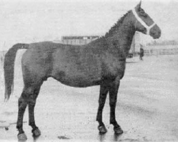 horse Bareltina (Groningen, 1960, from Vondel Sgrt 813)