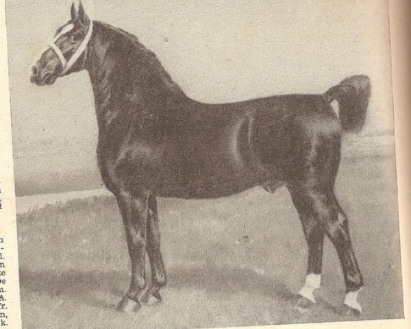 stallion Ottomar (Alt-Oldenburger / Ostfriesen, 1897, from Liebling 879)