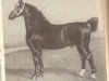 stallion Ottomar (Alt-Oldenburger / Ostfriesen, 1897, from Liebling 879)