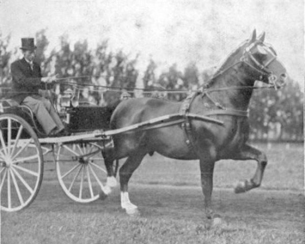 stallion Viervoet (Groningen, 1917, from Wilfried)