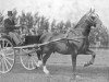 stallion Viervoet (Groningen, 1917, from Wilfried)