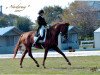 dressage horse Wespucci B (Hanoverian, 2003, from Wolkentanz I)