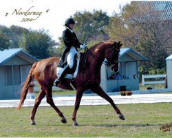 dressage horse Wespucci B (Hanoverian, 2003, from Wolkentanz I)