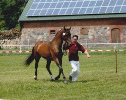 broodmare Di Venezia (German Warmblood, 2009, from Don Girovanni)