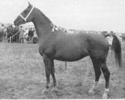 broodmare Gonnie (Gelderland, 1965, from Commandant)