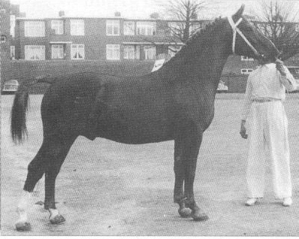 stallion Utopia (Gelderland, 1955, from L'Invasion AN)