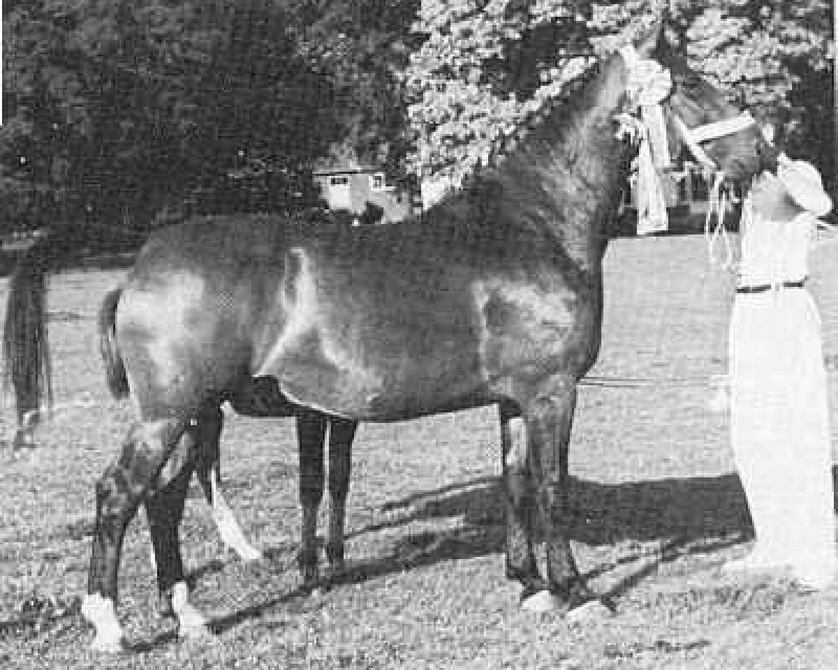 Zuchtstute Iris van Wittenstein (Gelderländer, 1944, von Caesar)