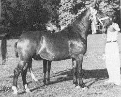 broodmare Iris van Wittenstein (Gelderland, 1944, from Caesar)