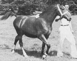 broodmare Narcis van Wittenstein (Gelderland, 1949, from L'Invasion AN)