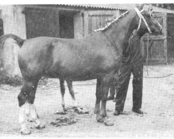 Zuchtstute Arciska (Gelderländer, 1959, von Utopia)