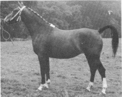 broodmare Esdoorn (Gelderland, 1963, from Alex)