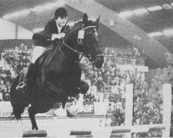 stallion Irak (KWPN (Royal Dutch Sporthorse), 1967, from Wachtmeester)