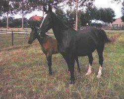 Zuchtstute Zarona (KWPN (Niederländisches Warmblut), 1981, von Irak)