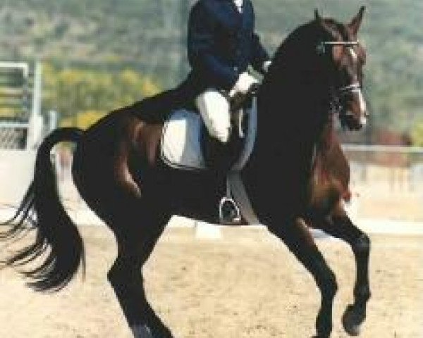 stallion Zoöloog (KWPN (Royal Dutch Sporthorse), 1981, from Gondelier)