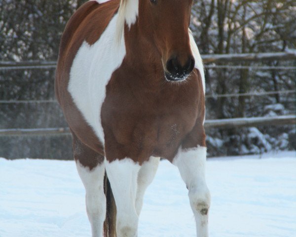 broodmare OSHANEE NADUAH (Paint Horse,  , from Tejano Pepp Olena)