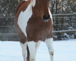 Pferd Oshanee Naduah (Paint Horse, von Tejano Pepp Olena)