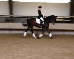 dressage horse Duke of summer (Hanoverian, 2005, from Di Caprio)