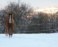 Pferd Special Luna Zip (Paint Horse, von A Special Zip)