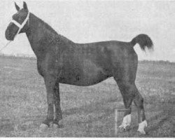 broodmare Ekina (Groningen, 1917, from Andreas)