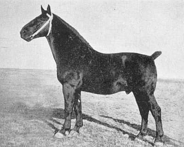 stallion Akino (Groningen, 1936, from Gambo II)