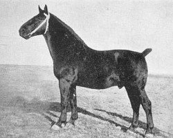 stallion Akino (Groningen, 1936, from Gambo II)