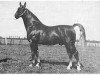 stallion Magnaat (Gelderland, 1948, from Akino)