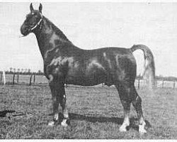 stallion Magnaat (Gelderland, 1948, from Akino)