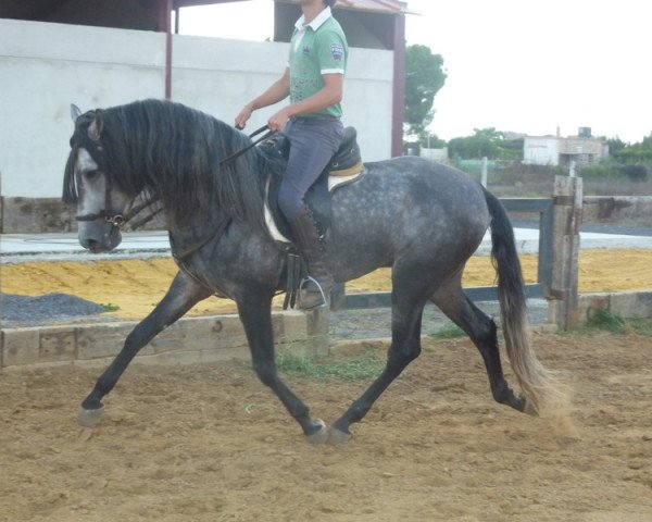 horse Aldebaran XXIII (Pura Raza Espanola (PRE), 2010)