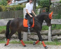 broodmare Donna Clara (Trakehner, 2008, from Herzensdieb)