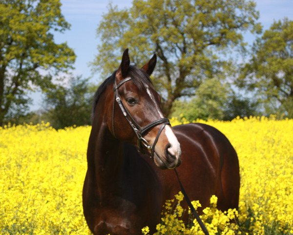 dressage horse Edwood F (Holsteiner, 2003, from Esteban xx)