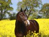 dressage horse Edwood F (Holsteiner, 2003, from Esteban xx)