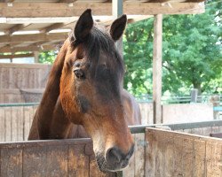 Pferd Royal Rex (Westfale, 1988, von Rodney)