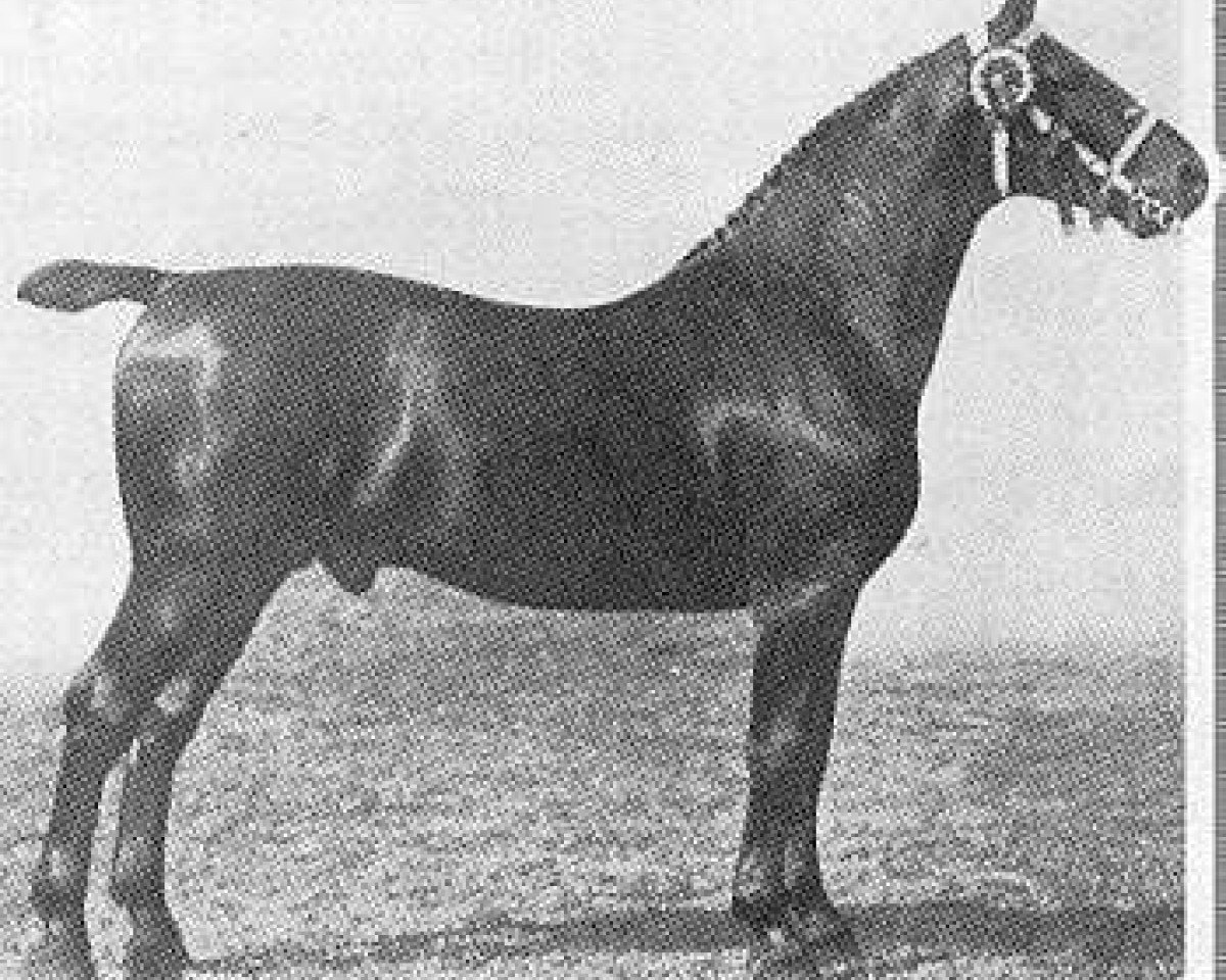 stallion Ehrenknabe (Oldenburg, 1900, from Ehrenberg 1383)