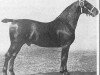 stallion Ehrenknabe (Oldenburg, 1900, from Ehrenberg 1383)