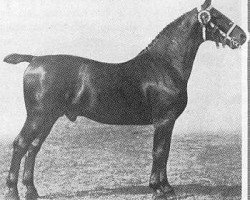 stallion Ehrenknabe (Oldenburg, 1900, from Ehrenberg 1383)