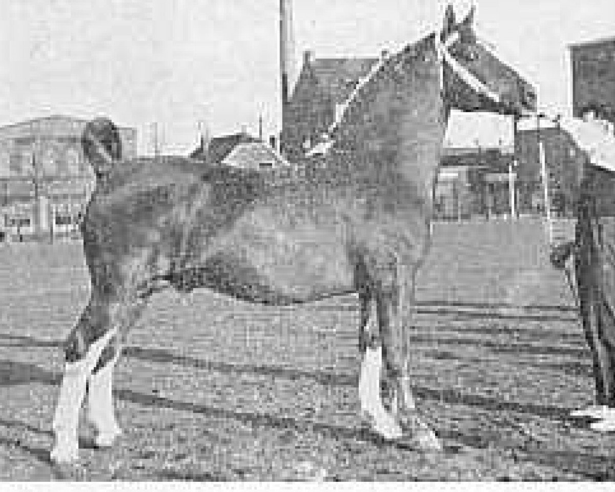 Deckhengst Kozak (Gelderländer, 1946, von Amburg)