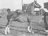 stallion Kozak (Gelderland, 1946, from Amburg)