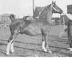 Deckhengst Kozak (Gelderländer, 1946, von Amburg)