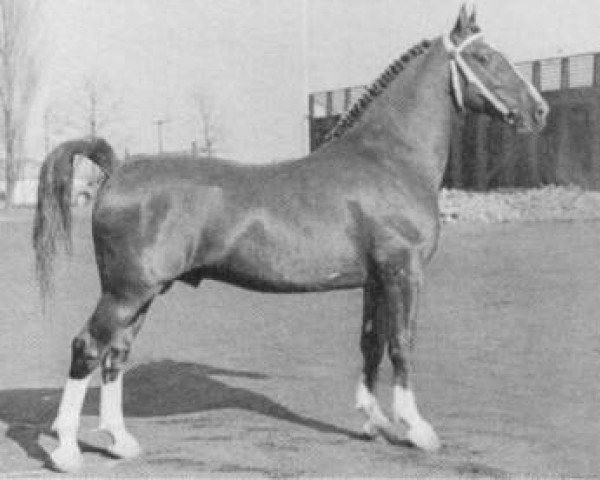 stallion Uron 1148 Sgldt (Gelderland, 1955, from Nelson)