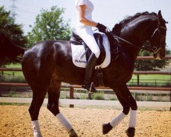 dressage horse Rebel D. (Rhinelander, 2006, from Riccione)