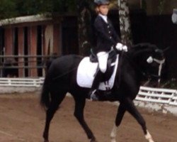 dressage horse Shadow (Pinto / Hunter, 1997, from Constant)