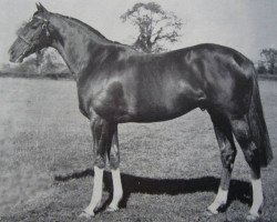 stallion High Hat xx (Thoroughbred, 1957, from Hyperion xx)