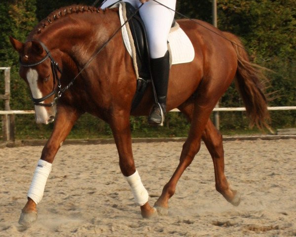 dressage horse Figaro (Westphalian, 2011, from Fürst Piccolo)