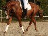 dressage horse Figaro (Westphalian, 2011, from Fürst Piccolo)