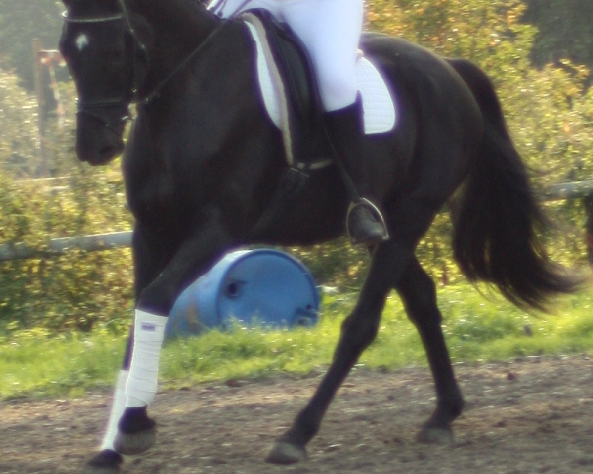 dressage horse Cabour (unknown, 2010, from Charly)