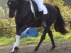 dressage horse Cabour (unknown, 2010, from Charly)