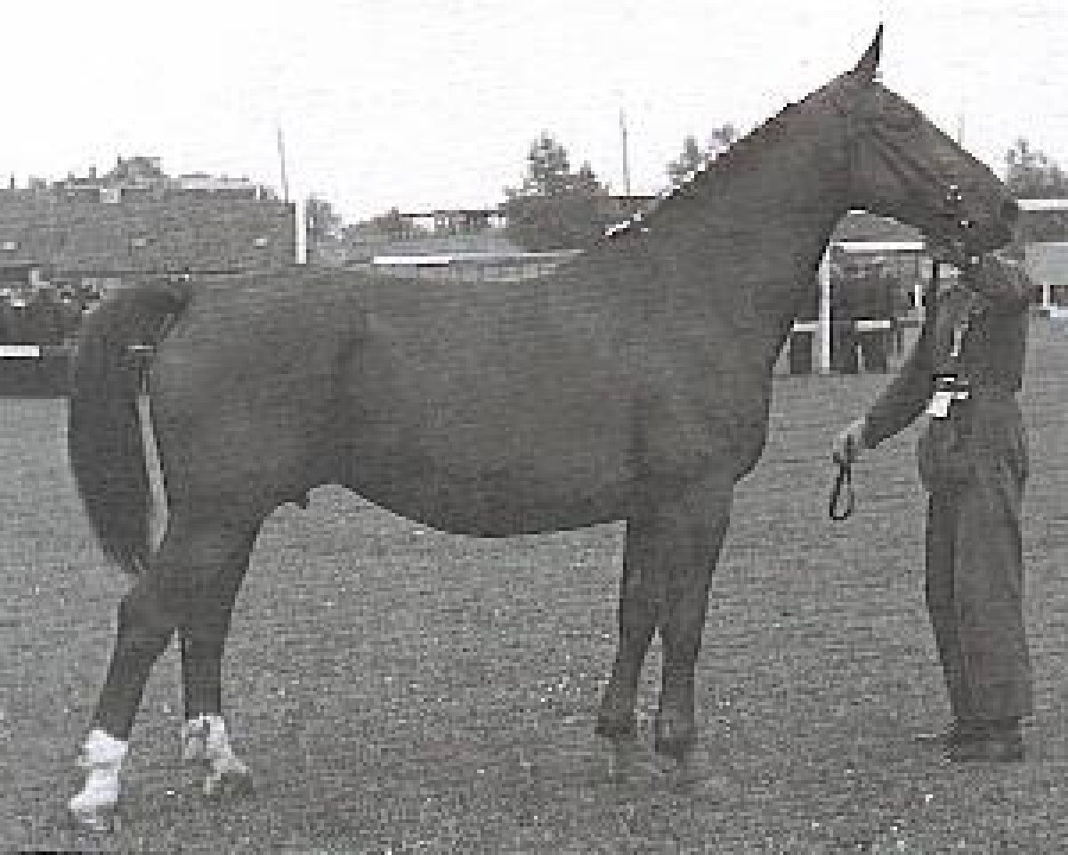 Zuchtstute Gerri (KWPN (Niederländisches Warmblut), 1946, von Godin II)