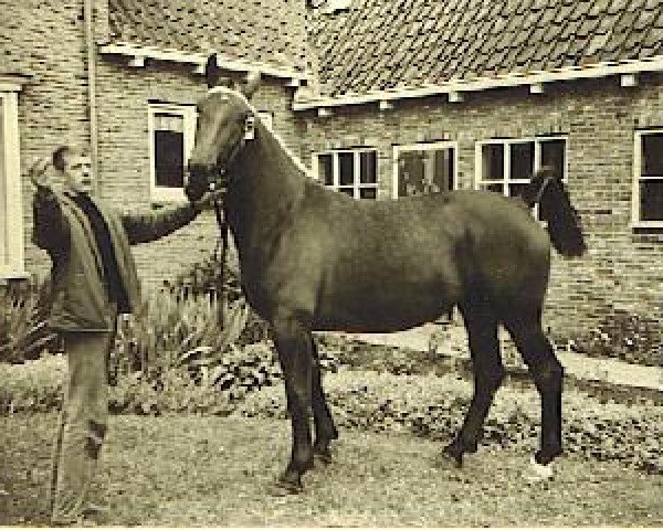Zuchtstute Mammalou (Koninklijk Warmbloed Paardenstamboek Nederland (KWPN), 1961, von Camillus)